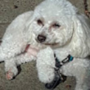 Meet your Posher, Al